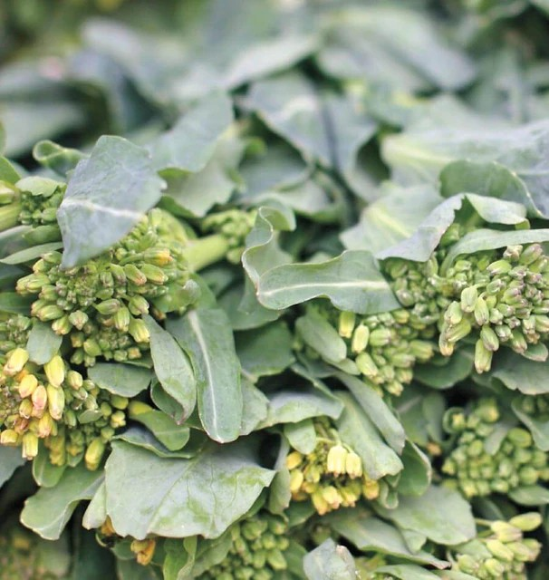 Broccoli - Sorrento Raab