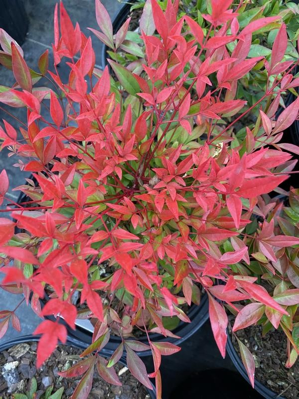 Nandina 'Colour Scape'