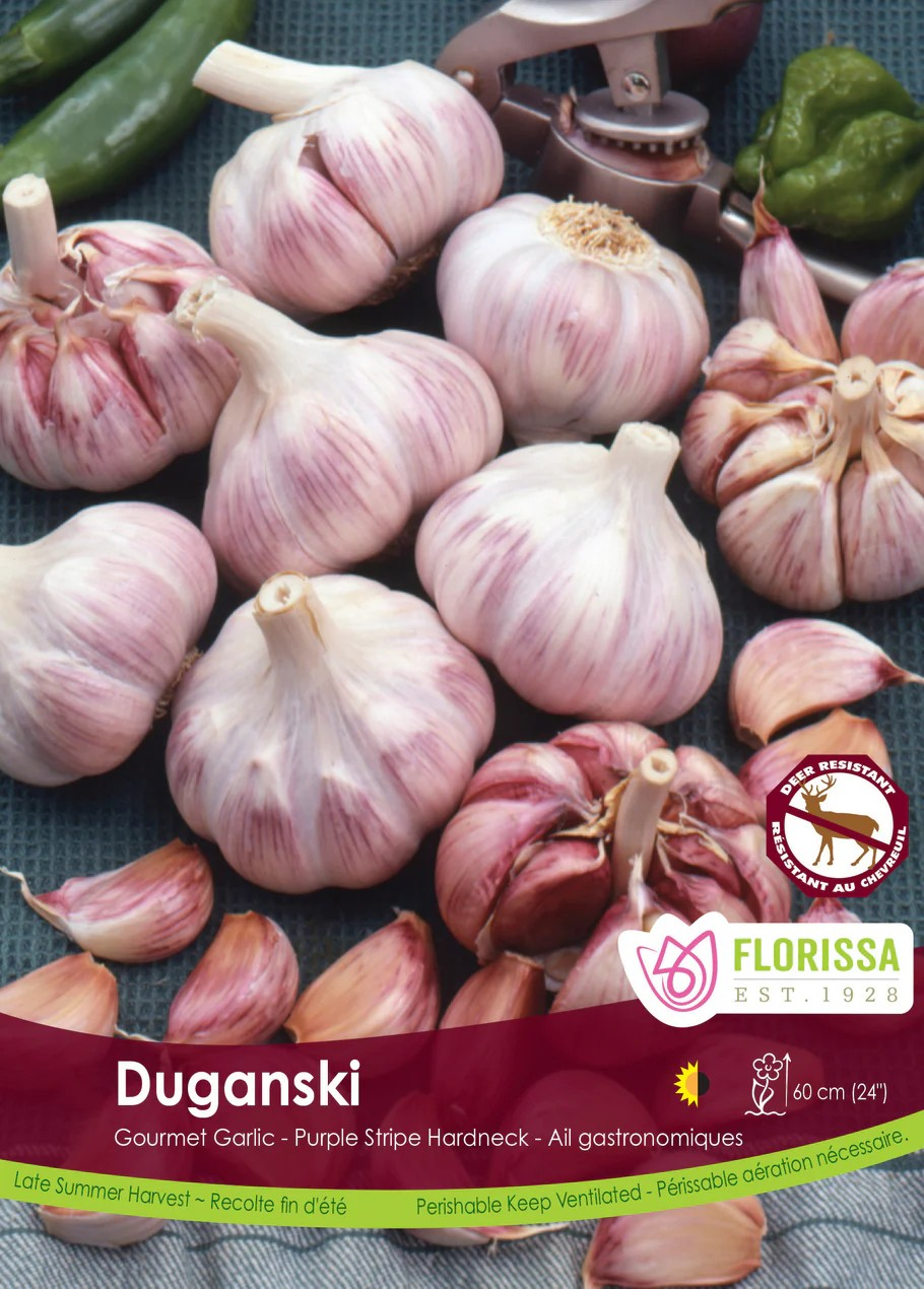 Garlic