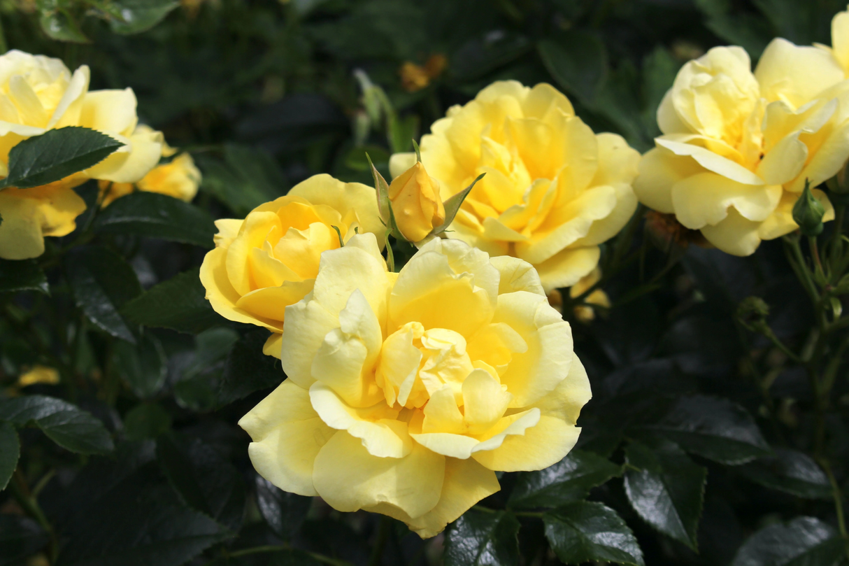 Rosa 'Flower Carpet Gold'