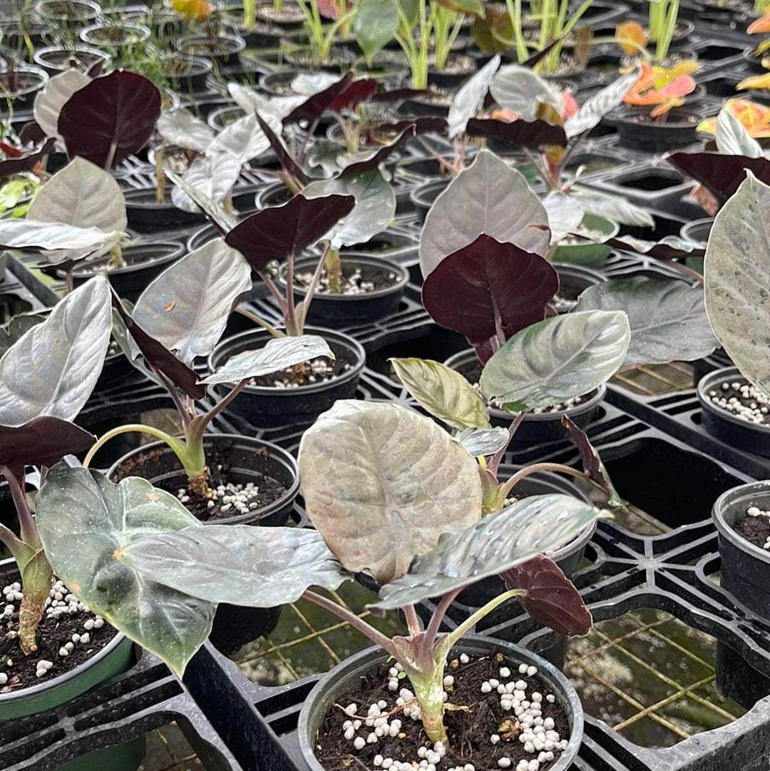 Alocasia infernalis 'Kapit'