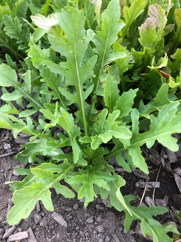 Greens - Surrey