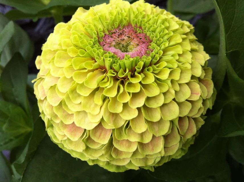 Zinnias - Queeny Lime With Blotch