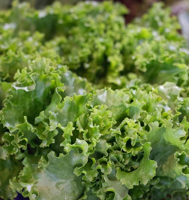Lettuce - Grand Rapids (ST)
