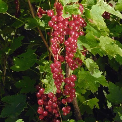 Ribes spicatum 'Honeywood' - Red