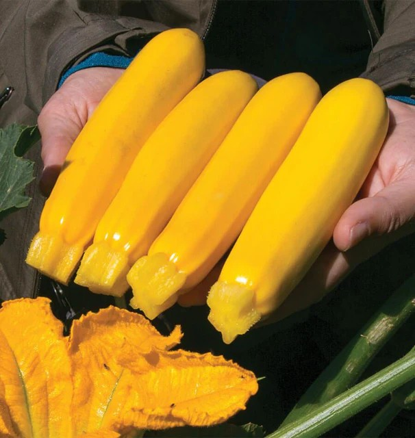 Squash (Summer) - Yellowfin - Certified Organic