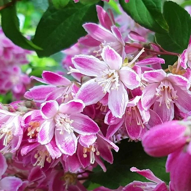 Deutzia hybrida 'Strawberry Fields'